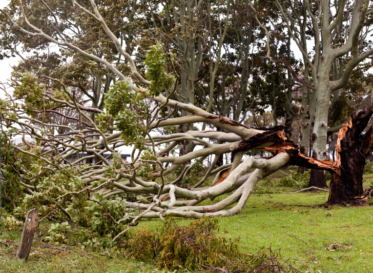 storm damaged tree